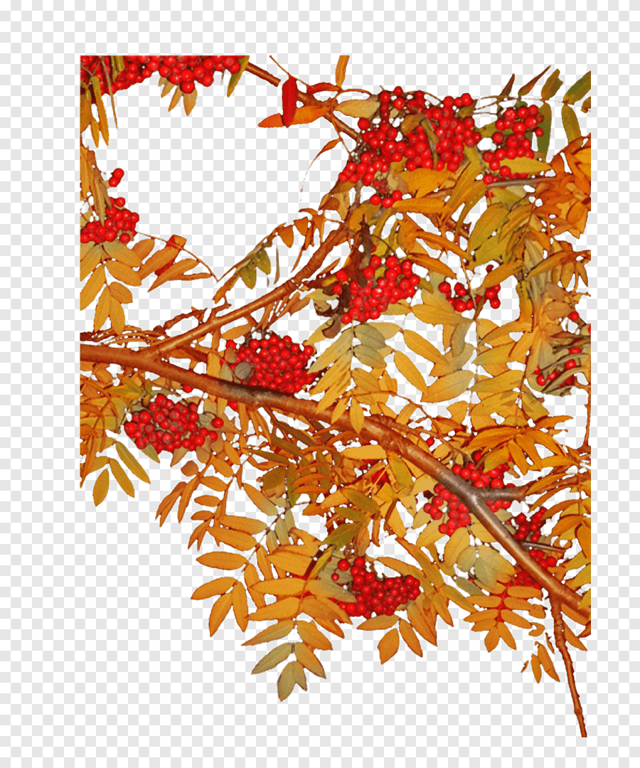 Ветка рябины на белом фоне