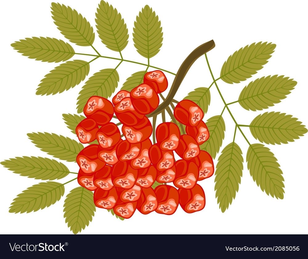 Осенняя ветка рябины