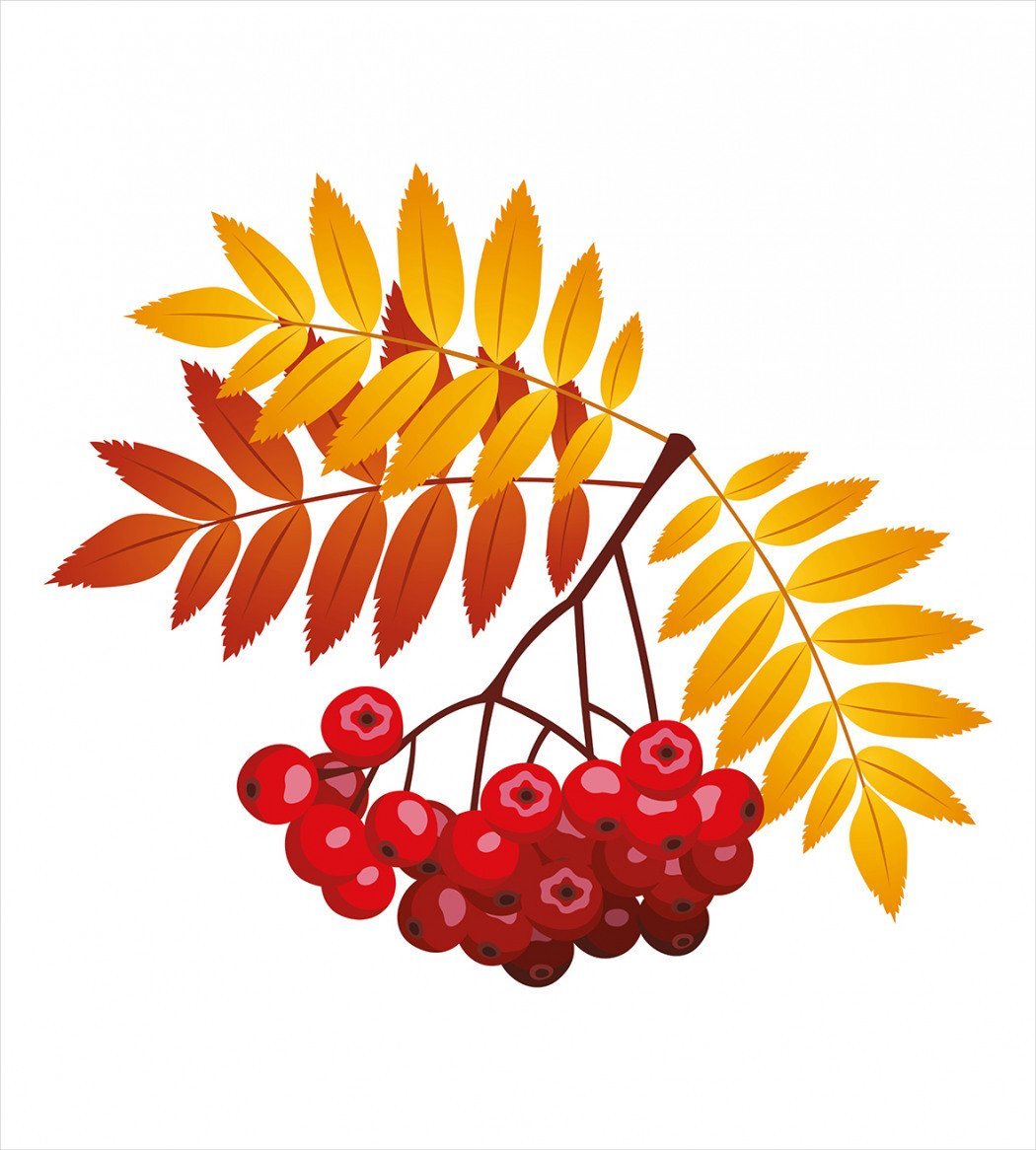 Анимация рябина на прозрачном фоне