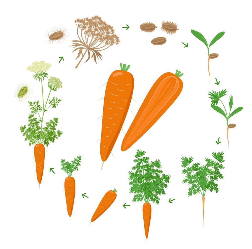 Стадии развития моркови