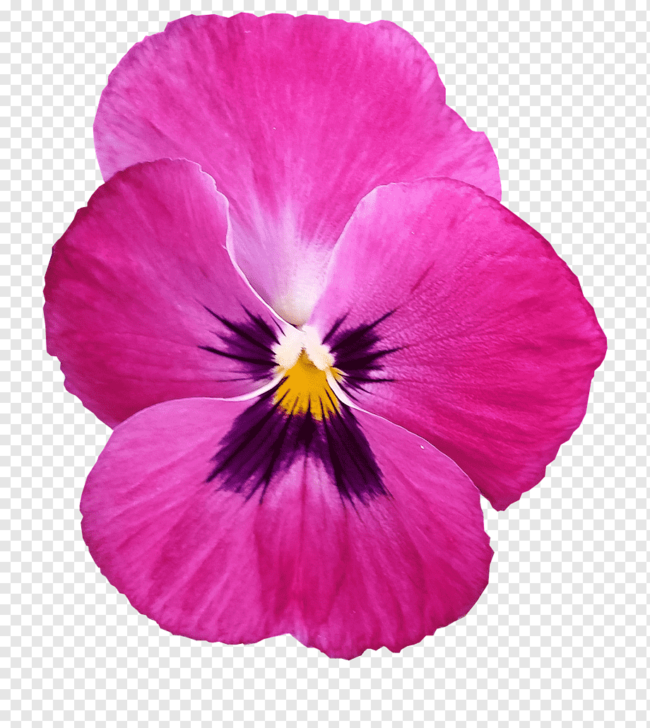 Виола Анютины глазки на белом фоне