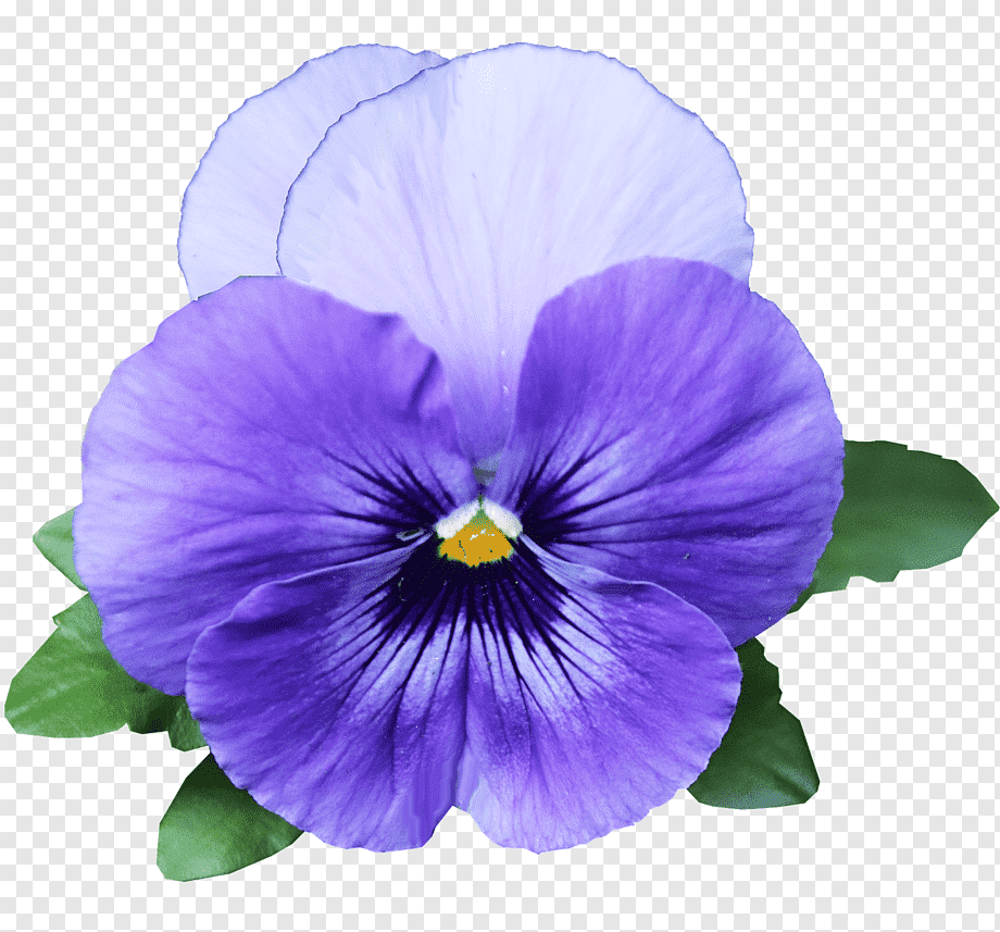 Виола Анютины глазки на белом фоне