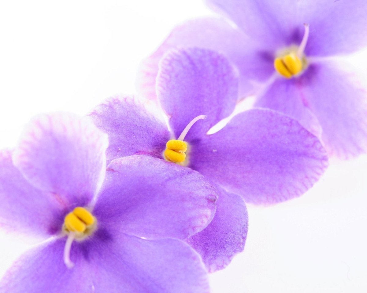 Фиалка на белом фоне