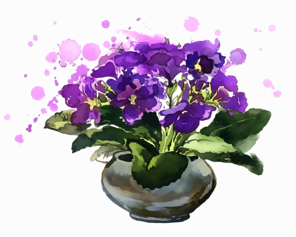 Фиалка в вазе на белом фоне