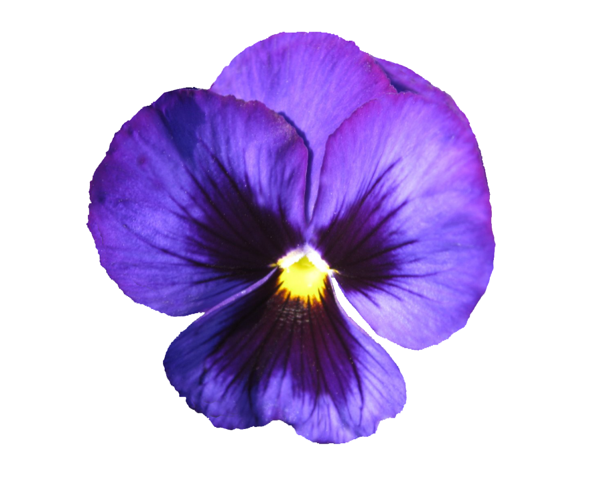 Фиалка на белом фоне