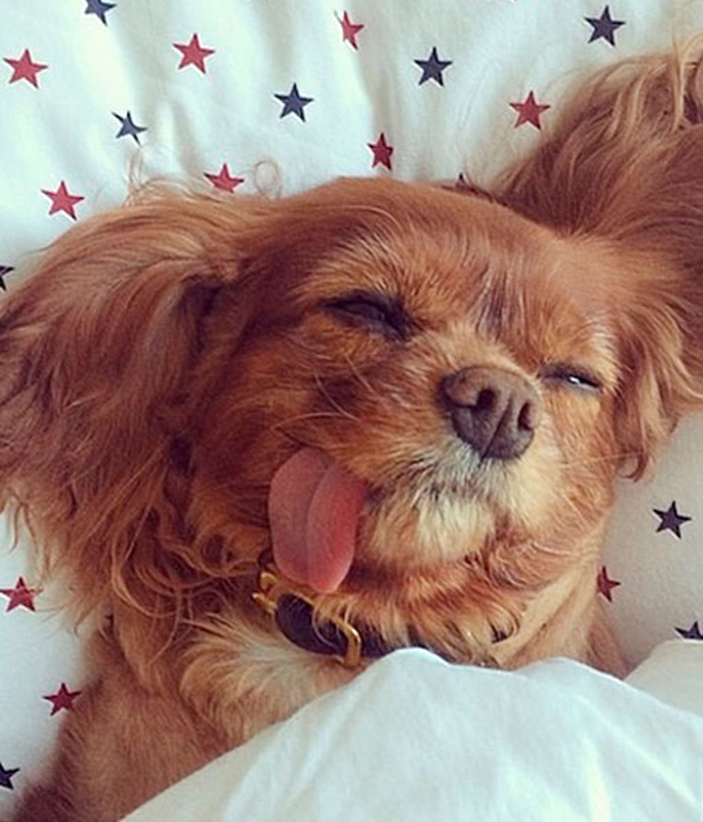 Спокойной ночи картинки прикольные