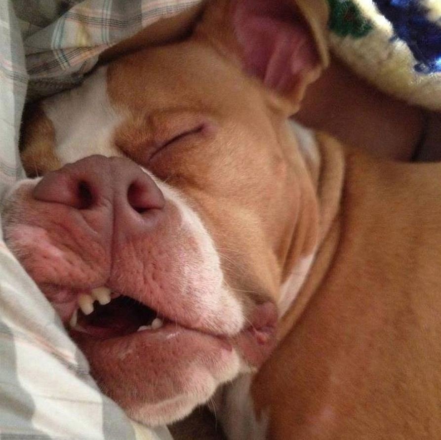 Смешные спящие собаки