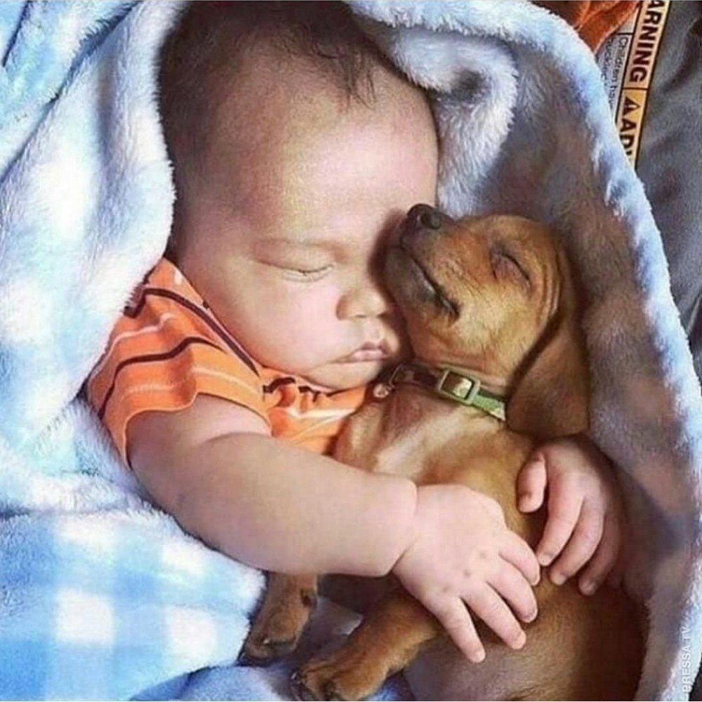 День «дети и животные»