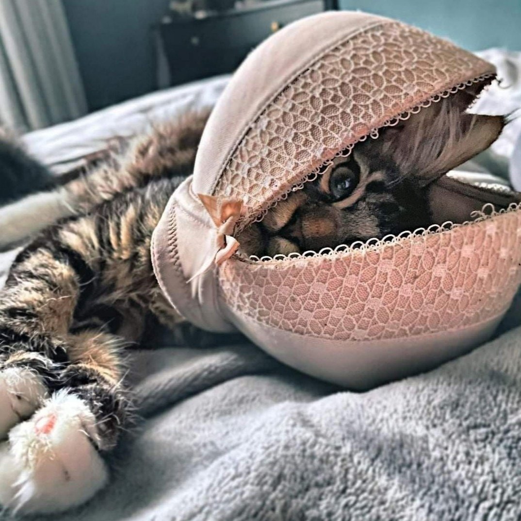 Кот с лифчиком на голове
