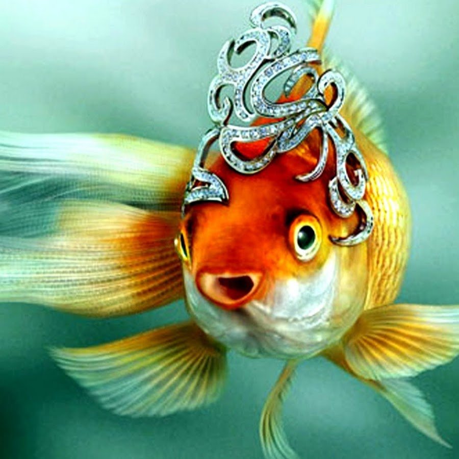 Золотая рыбка Чамова