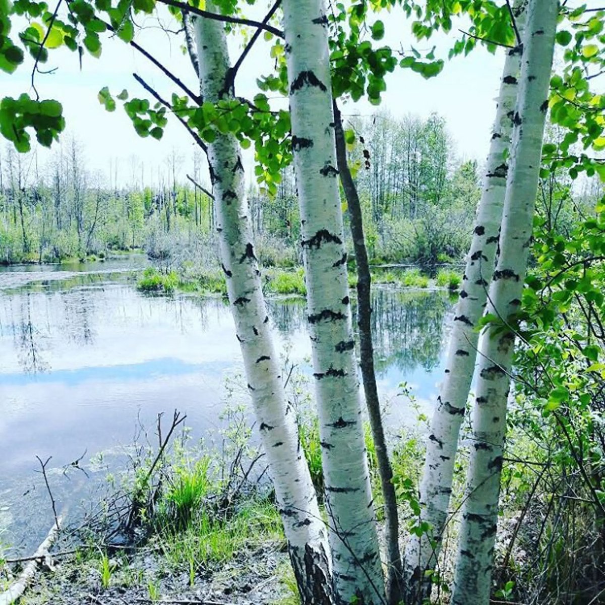 Природа березы