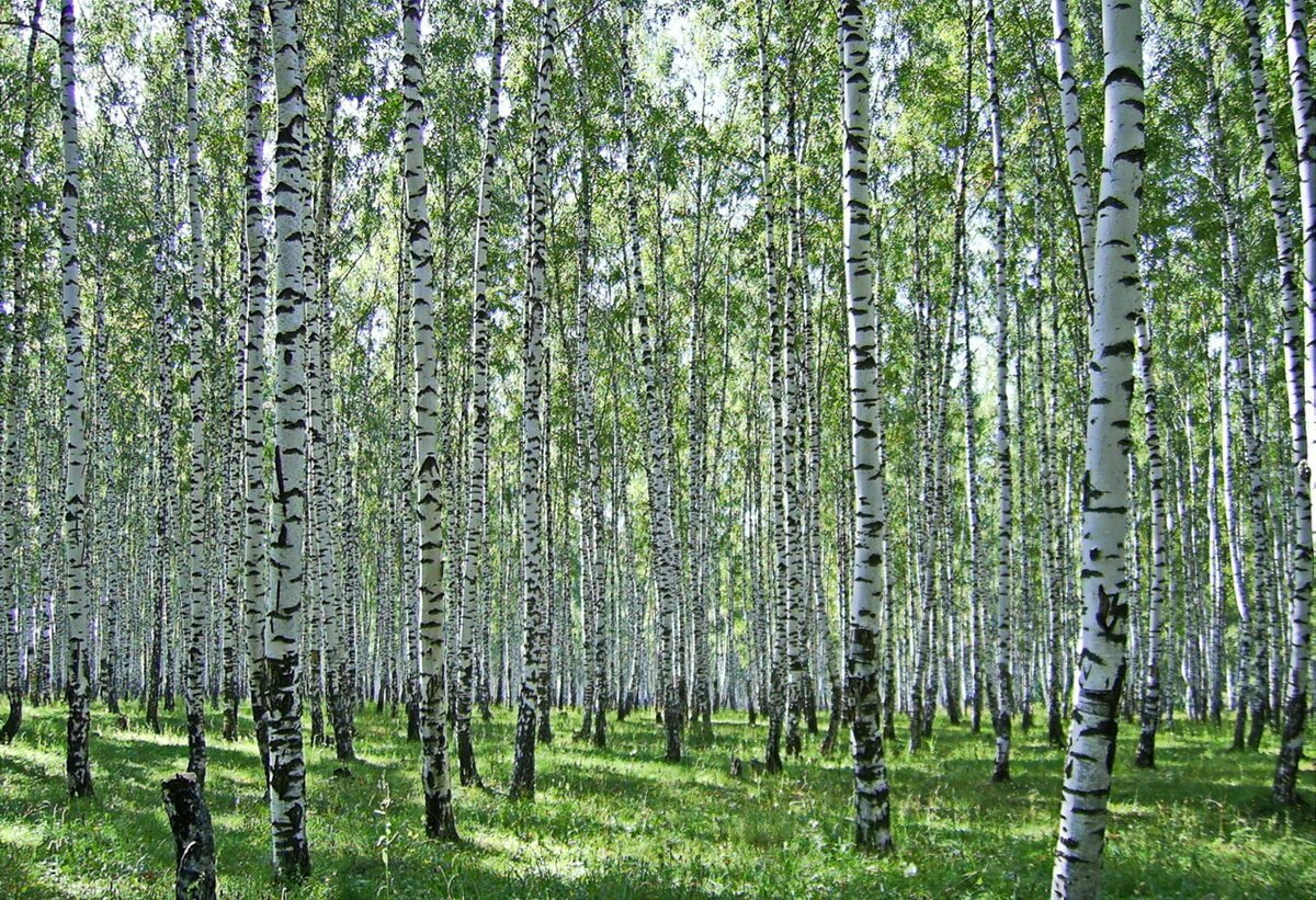 Яранская Березовая роща