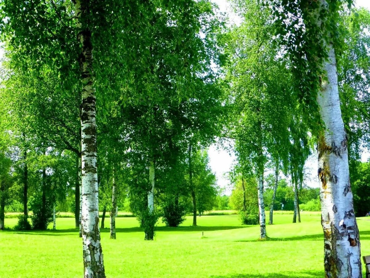 Фото берёзы летом