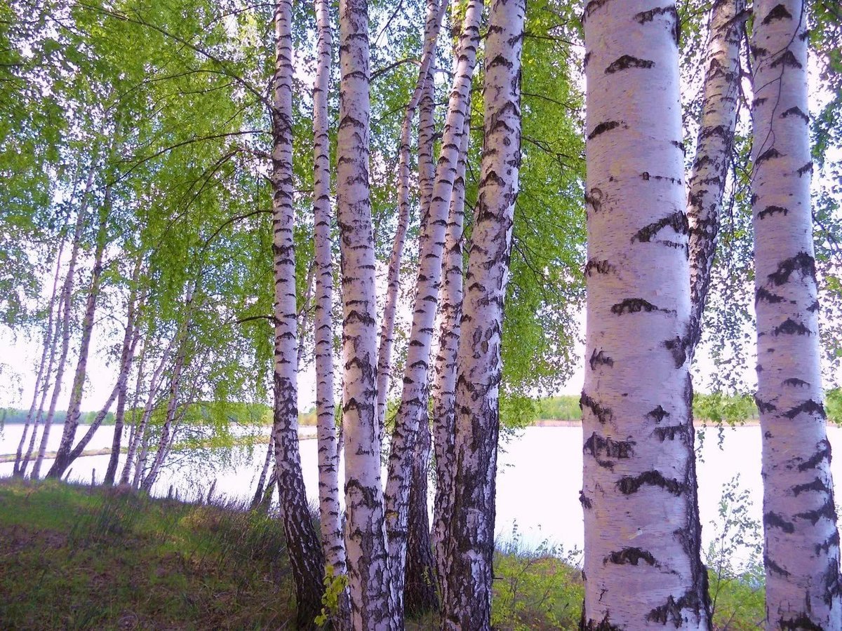 Роща белоствольная