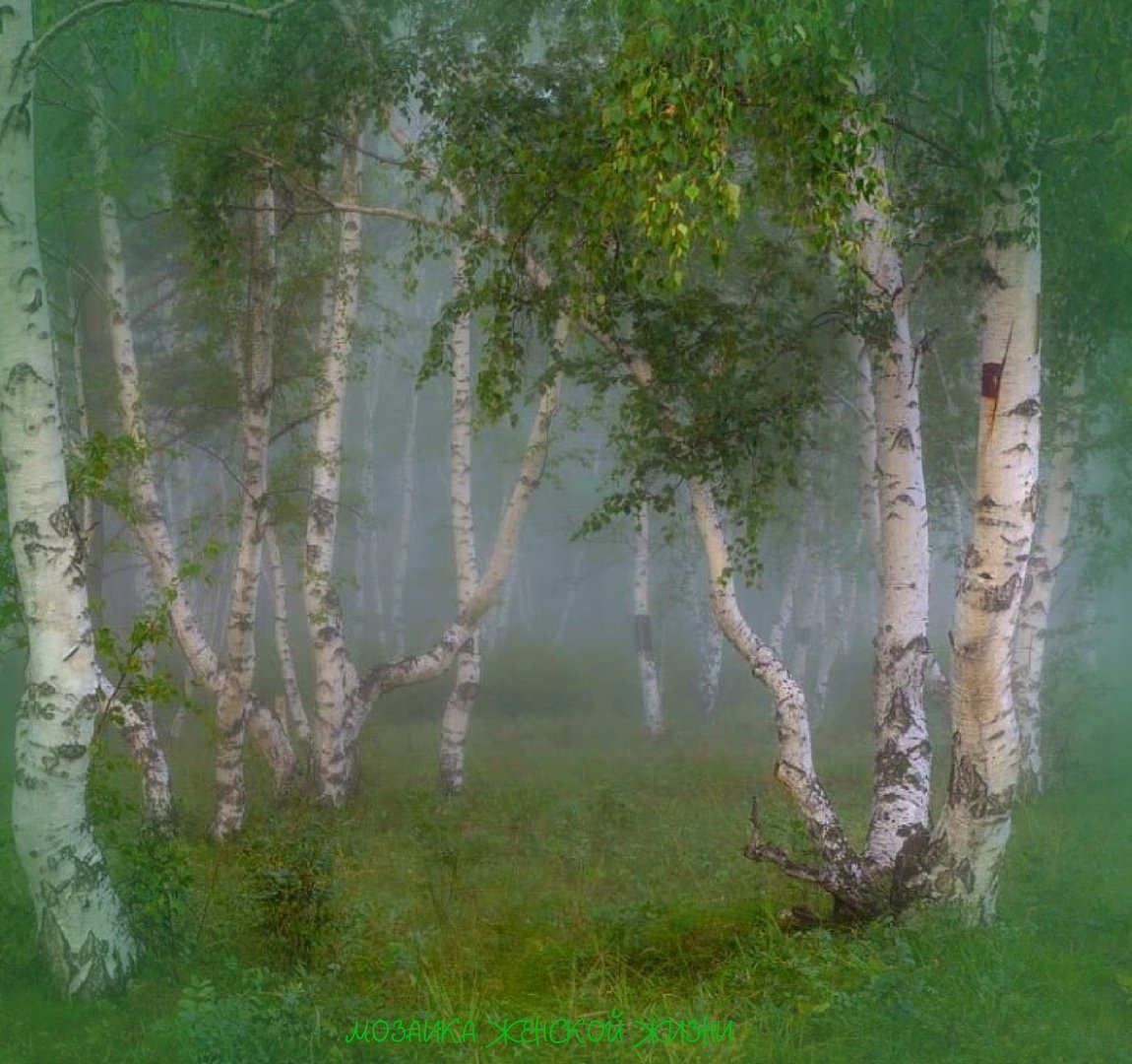 Березовая роща