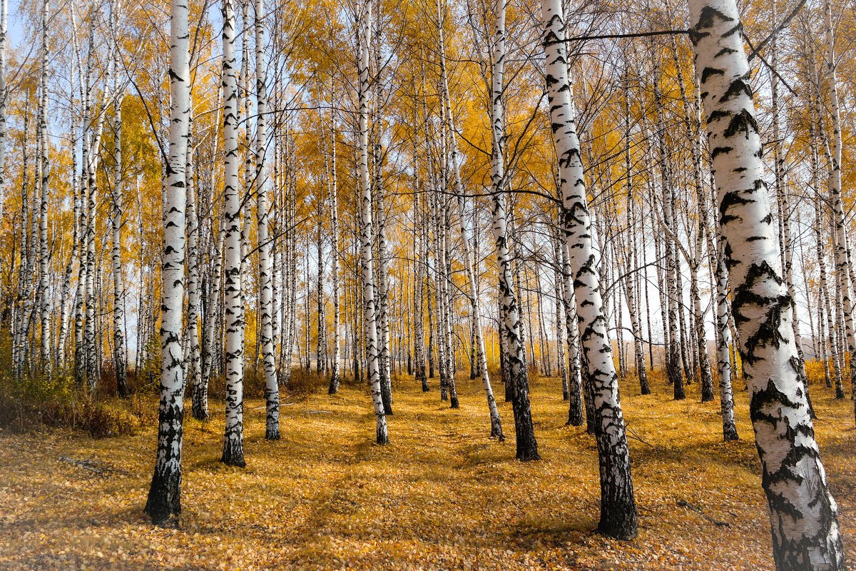 Березовая роща Самара
