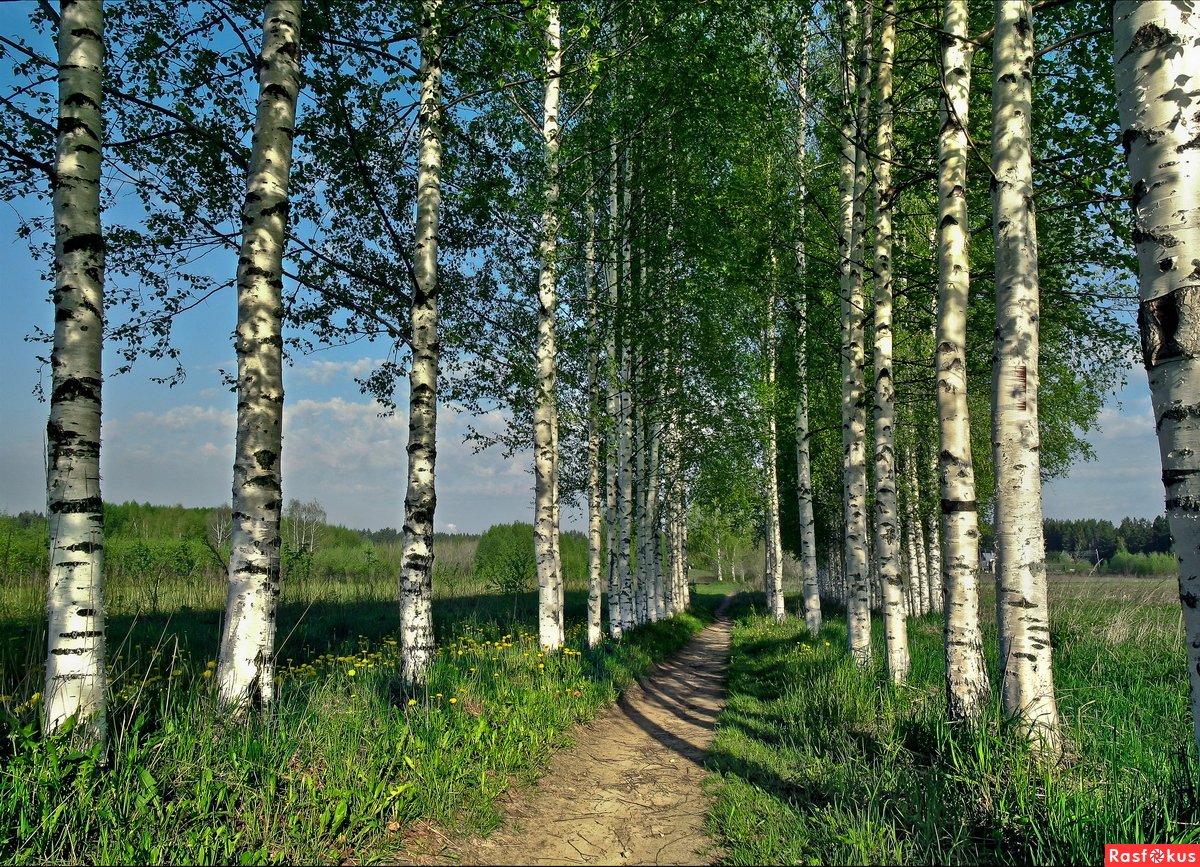 Русь белоствольная