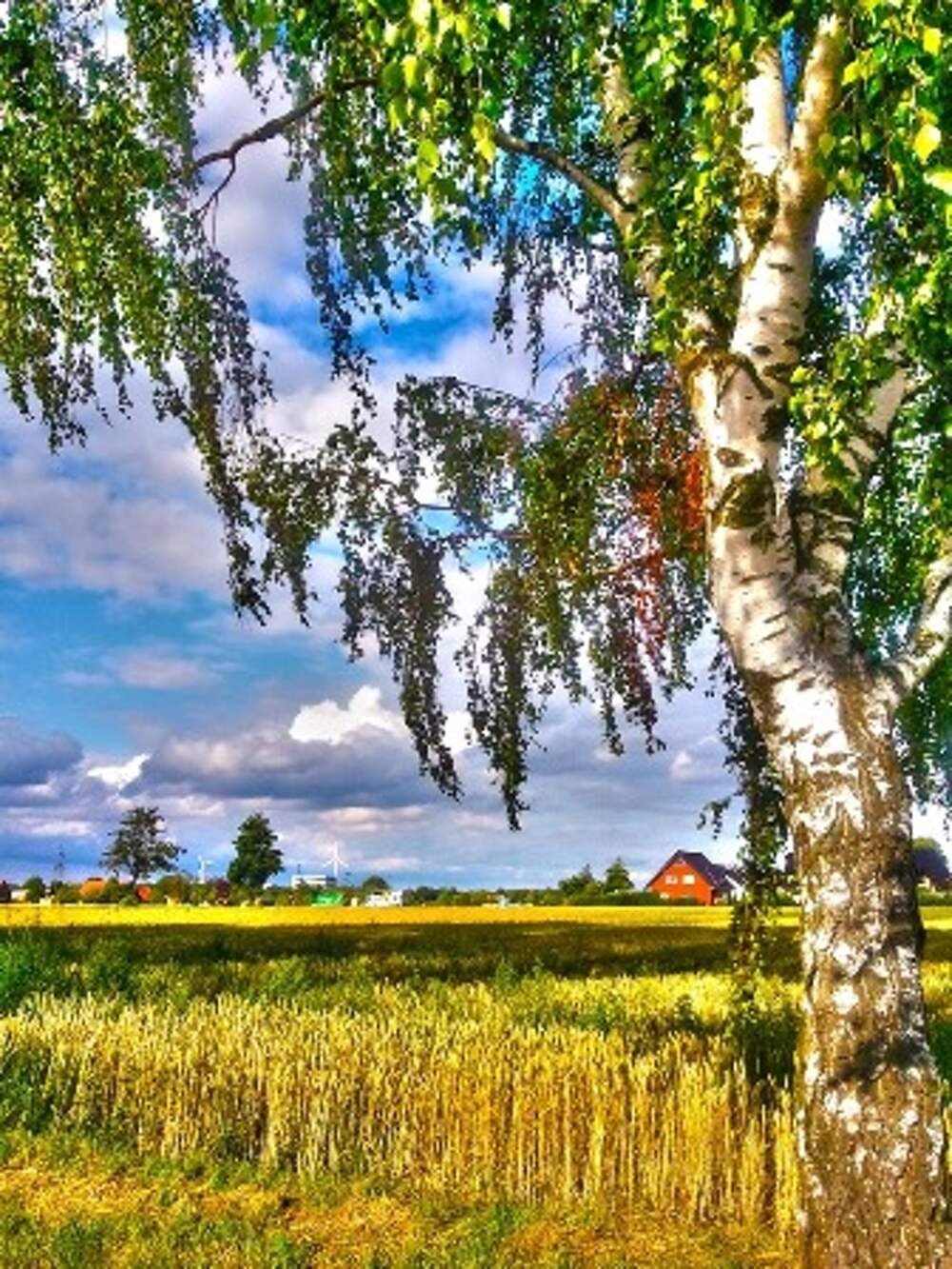 Родина березы