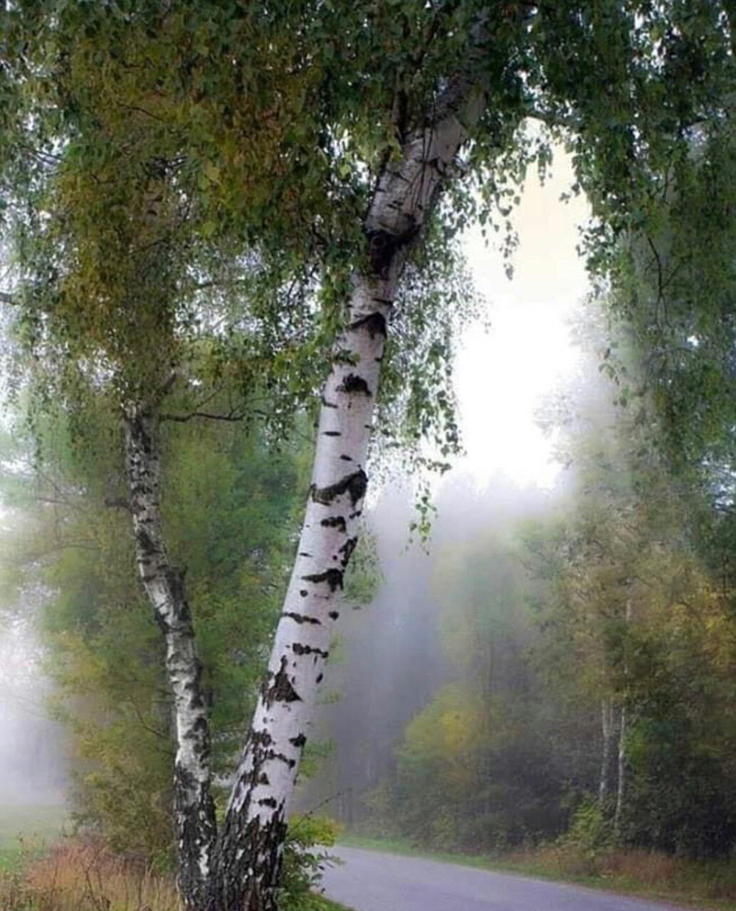 Березы русские березы