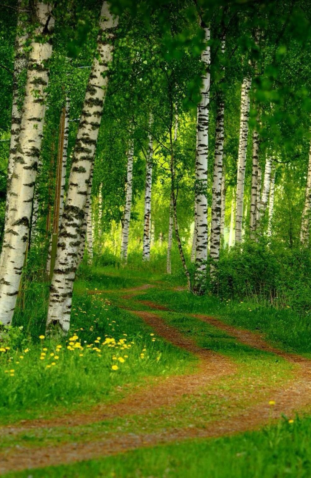 Березы русские березы