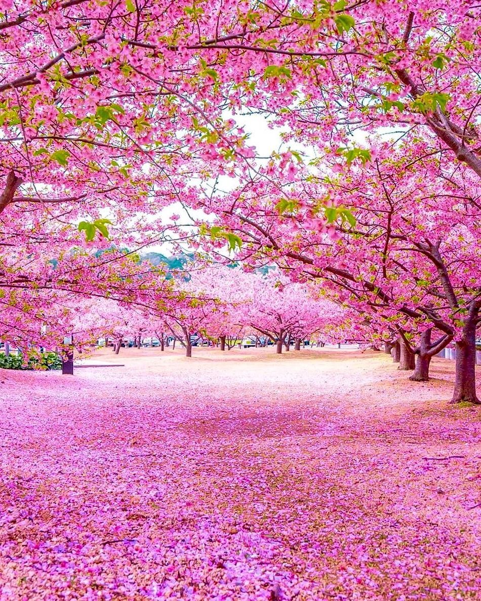 Сакура черри блоссом