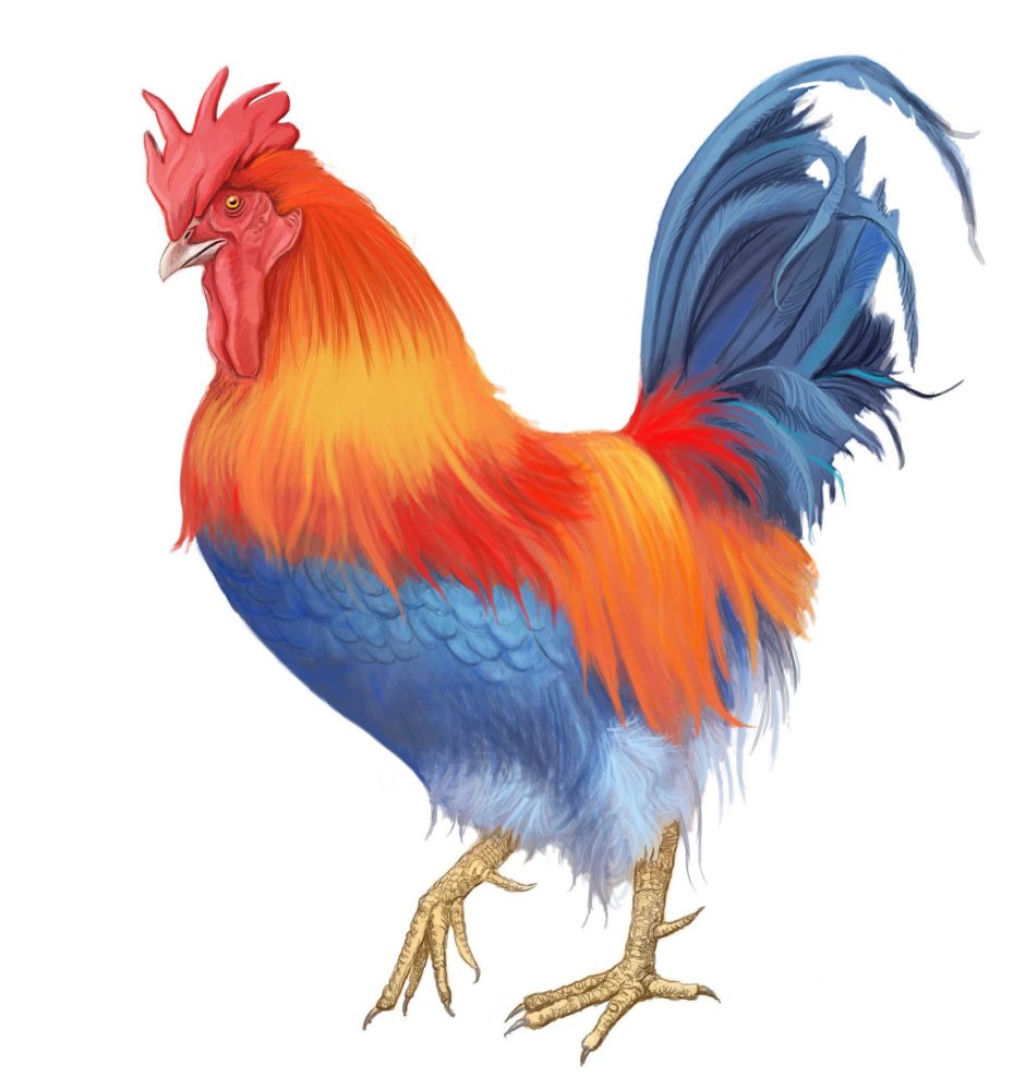 Петух картинка для детей