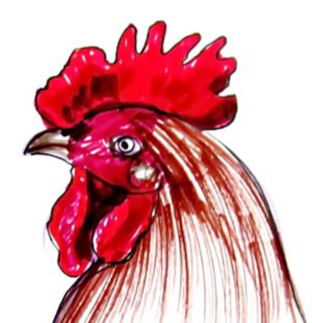 Голова петуха рисунок