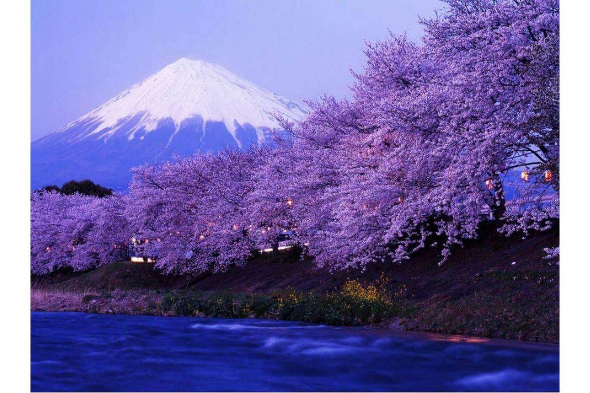 Гора Фудзияма и Сакура