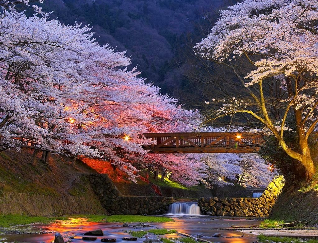 Киото Япония цветение Сакуры