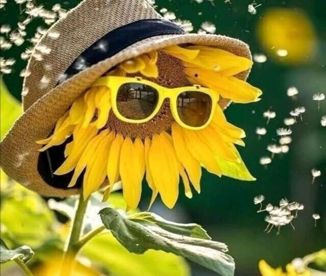 С добрым летним утром