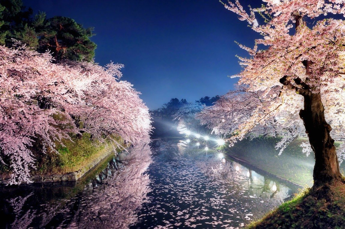 Природа Японии Сакура