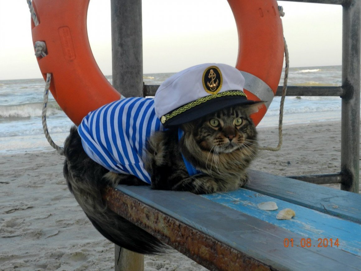 Еноты Татьяны Пловецкой