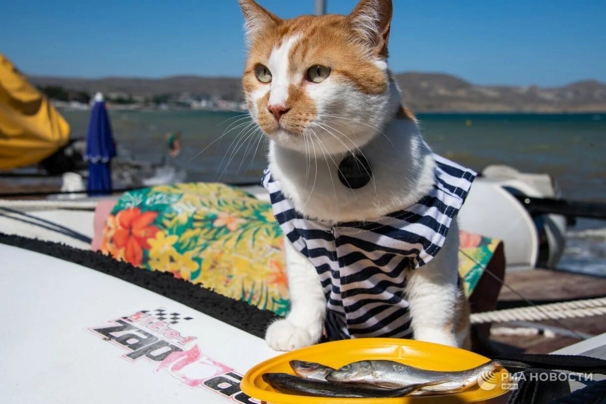 Кот матрос Сергей Иванович