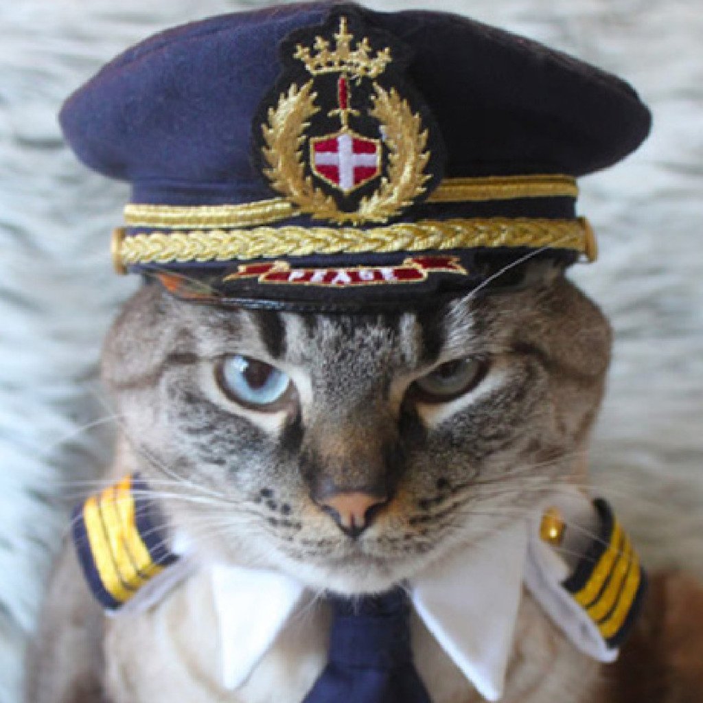 Кошка морячка