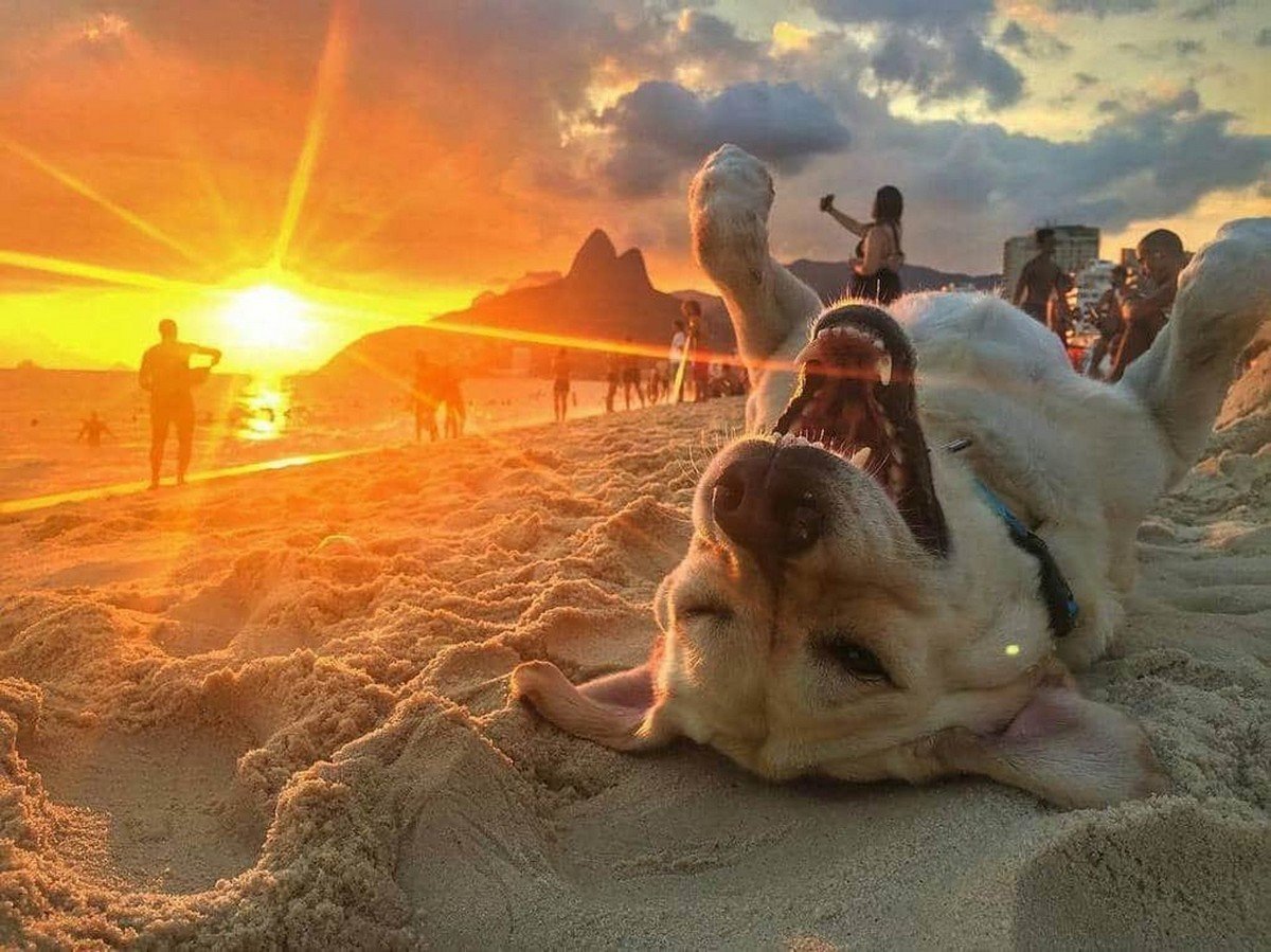 Солнце и животные