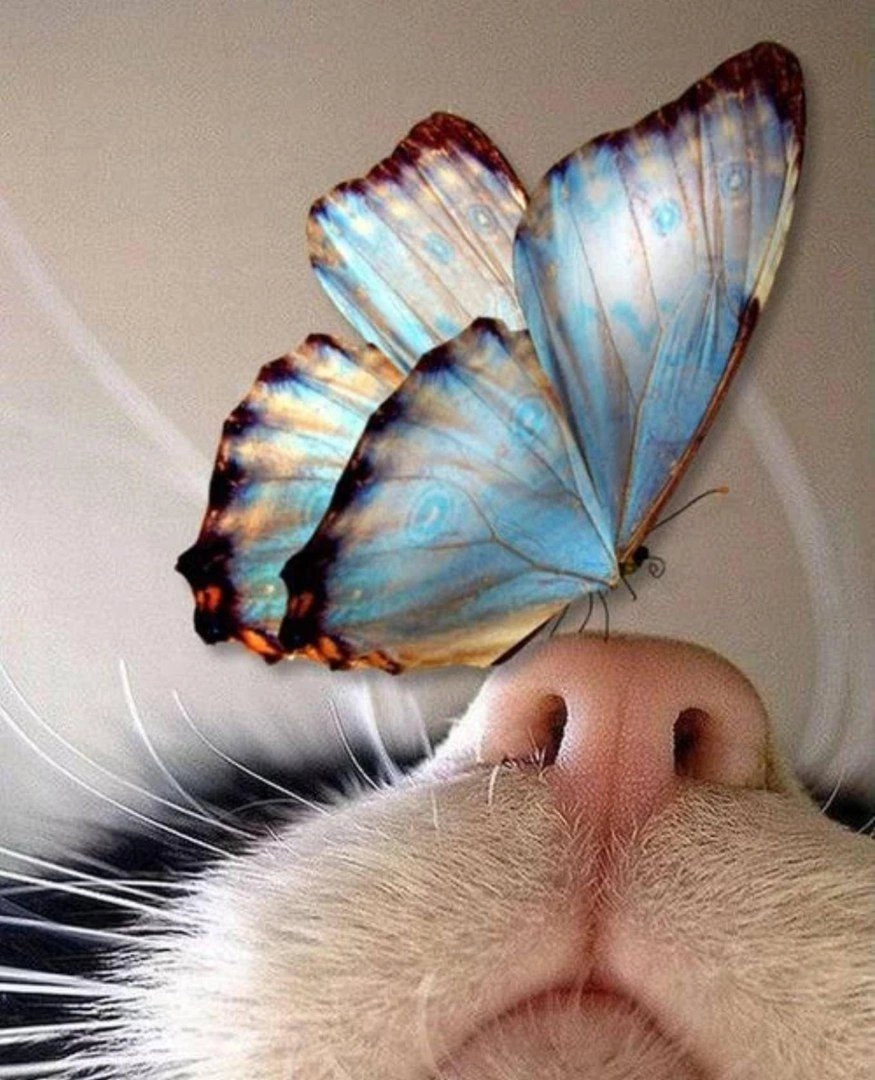 Кот и бабочка