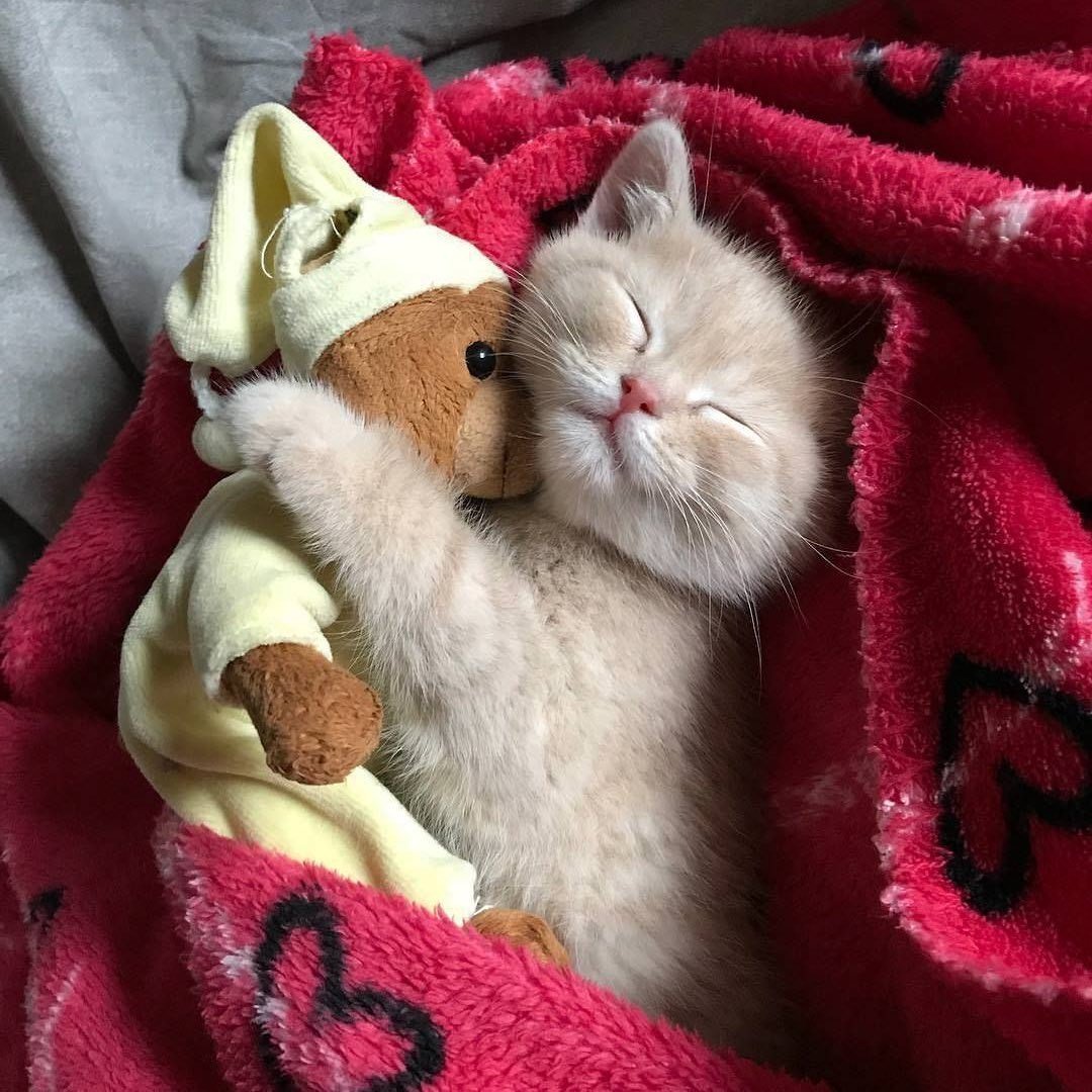 Доброй ночи котик чёрный