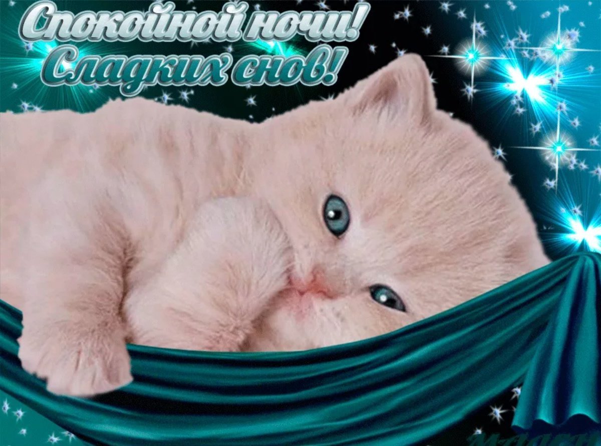 Коты доброй ночи картинки