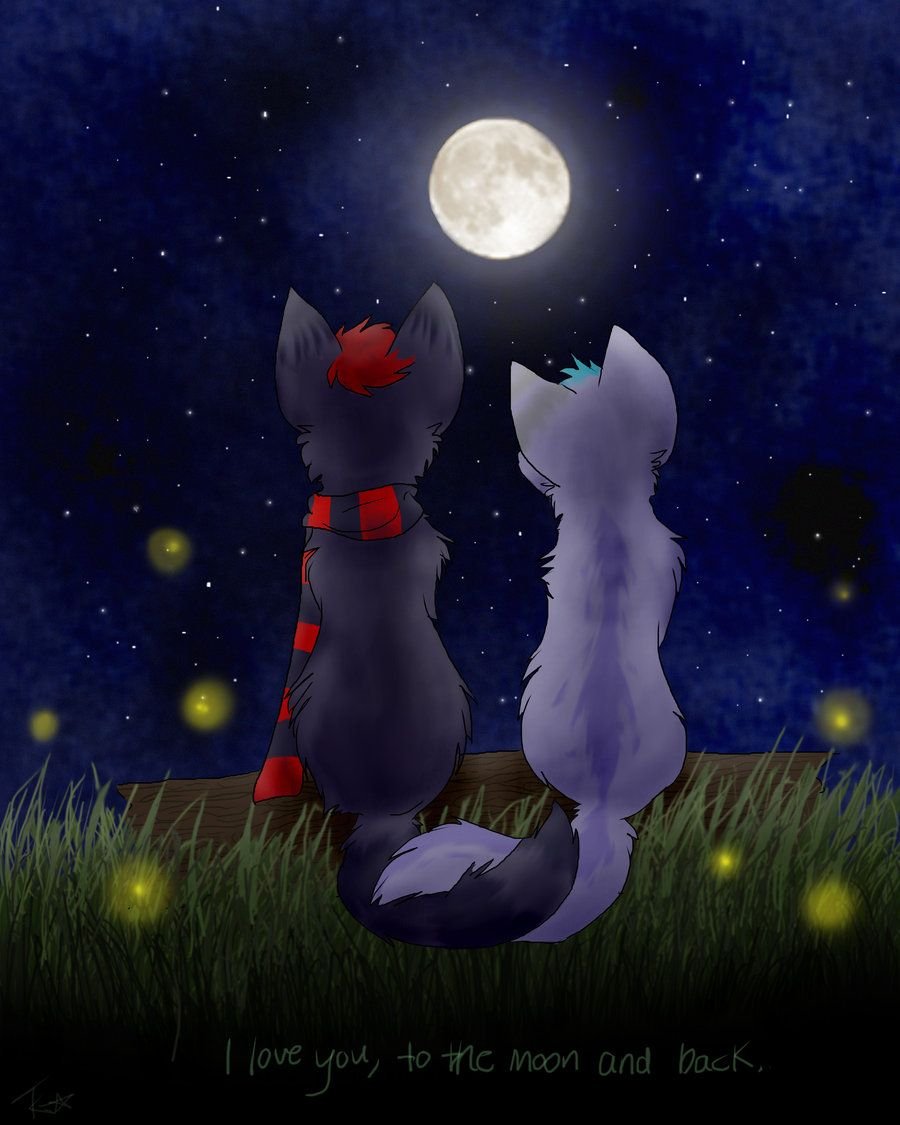 Сонный котик