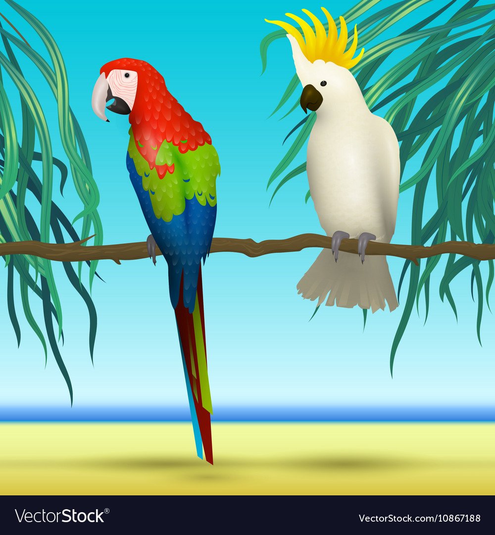 Попугай на белом фоне мультяшный