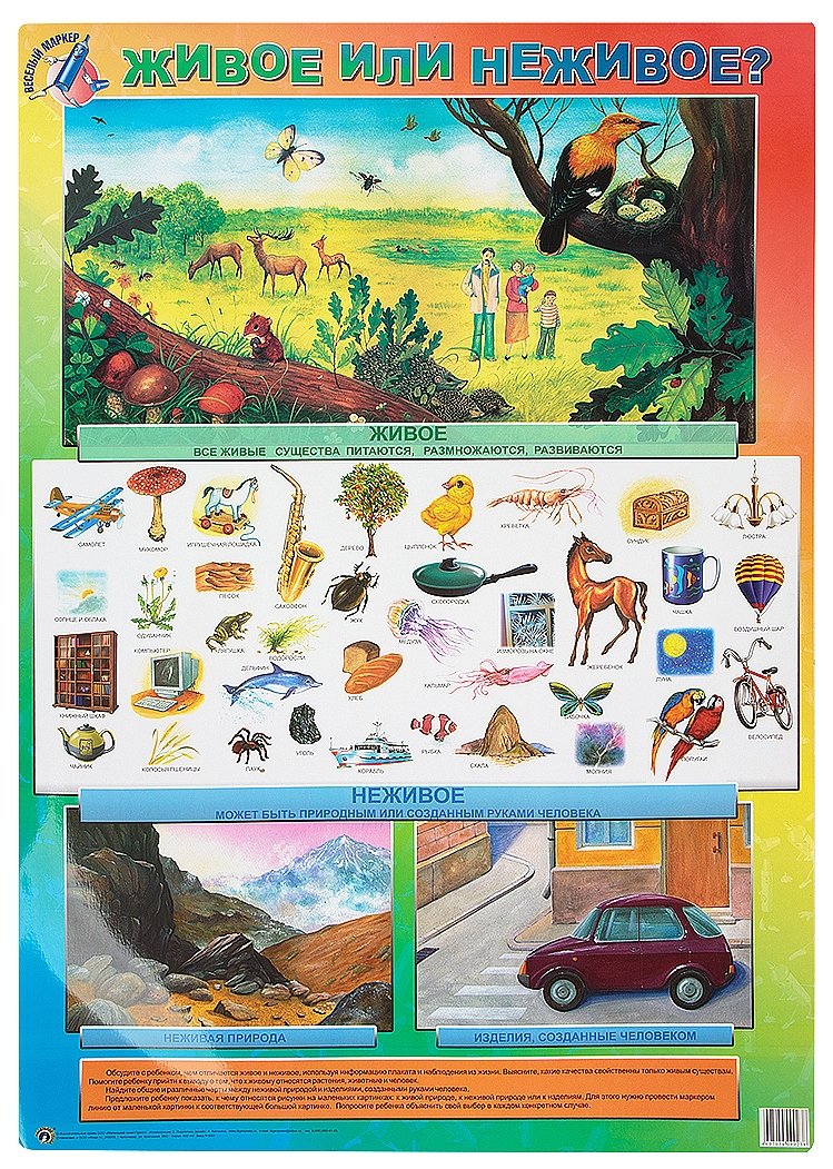 Живое неживое для детей