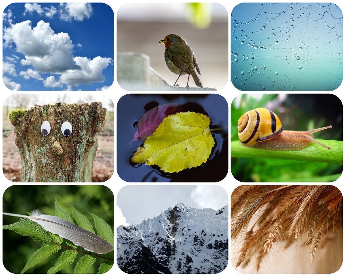 Живые и неживые предметы для дошкольников задания