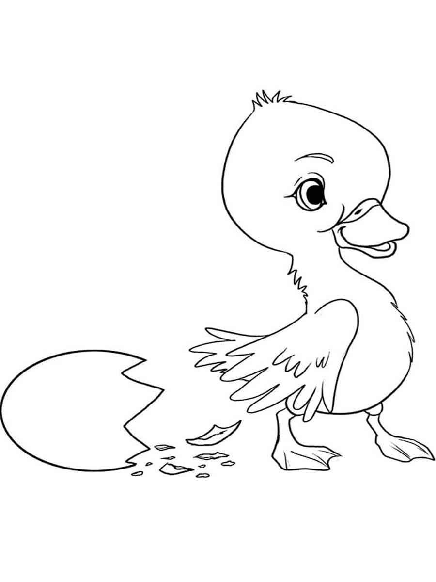 Цыпленок и утенок раскраска