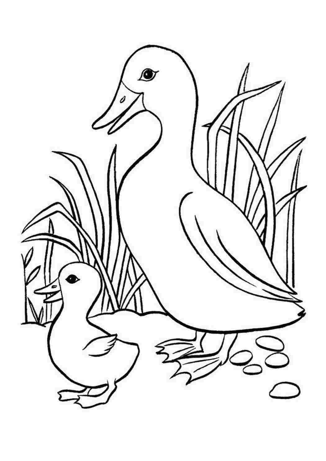 Гадкий утенок картинки раскраски