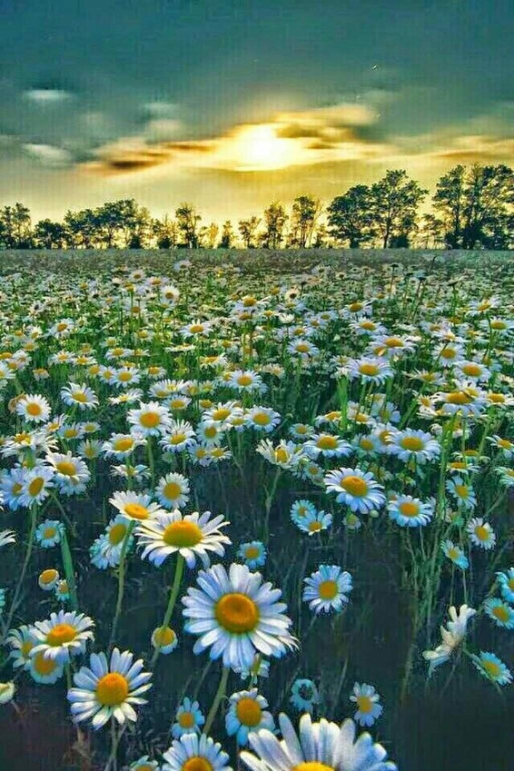 Красивое поле ромашек