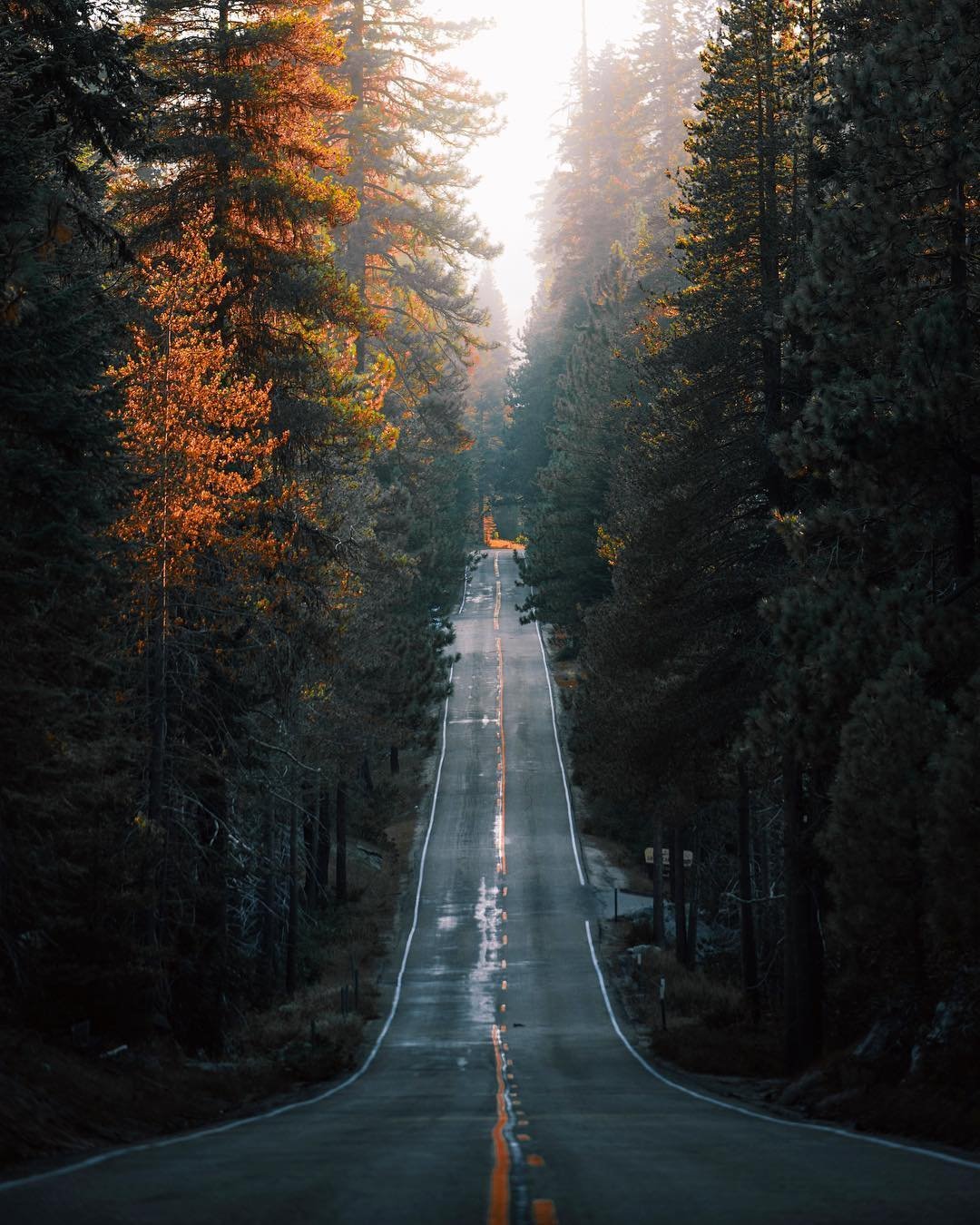 Дорога в лесу