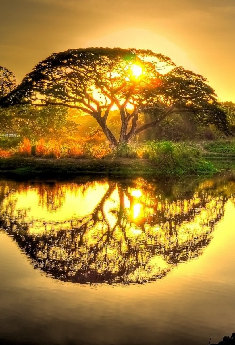 Дерево в лучах солнца