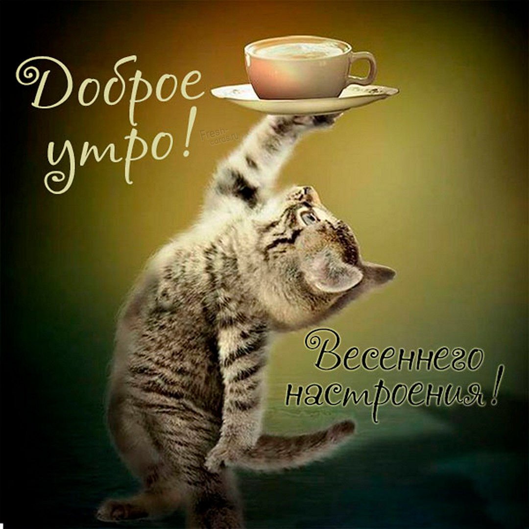 Доброе утро прикол