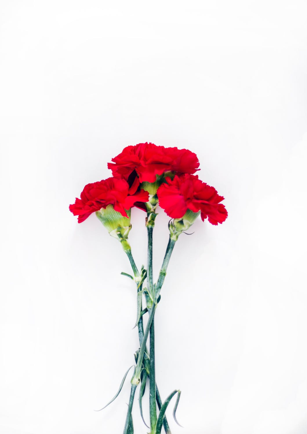 Гвоздика (Dianthus) шоугёрл