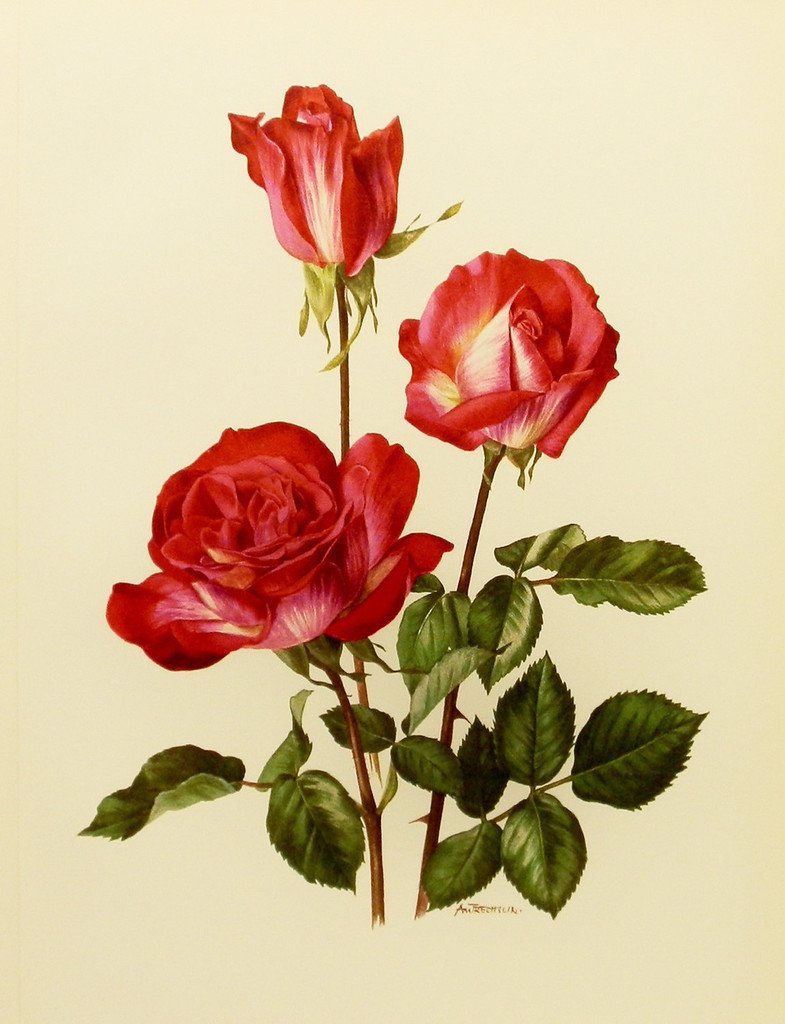 Роза Ботаническая иллюстрация